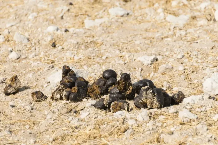 Framed Print : Giraffe droppings -Giraffa camelopardalis-, Etosha National Park, Namibia Framed Print : Giraffe droppings -Giraffa camelopardalis-, Etosha National Park, Namibia