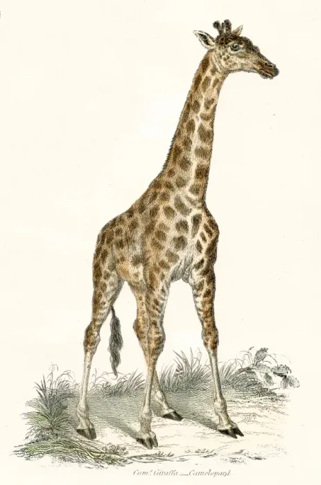 Framed Print : Giraffe engraving 1803 Framed Print : Giraffe engraving 1803
