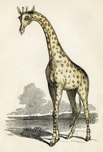 Giraffe engraving 1851