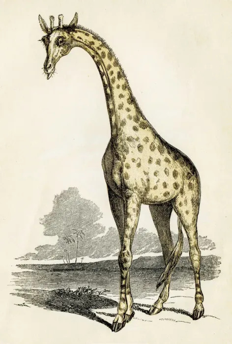 Framed Print : Giraffe engraving 1851 Framed Print : Giraffe engraving 1851