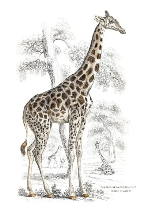 Framed Print : Giraffe engraving 1855 Framed Print : Giraffe engraving 1855