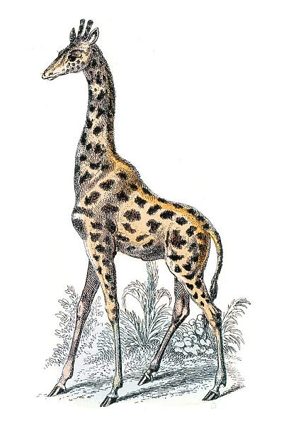 Giraffe engraving 1872
