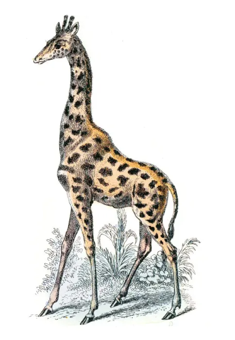 Framed Print : Giraffe engraving 1872 Framed Print : Giraffe engraving 1872