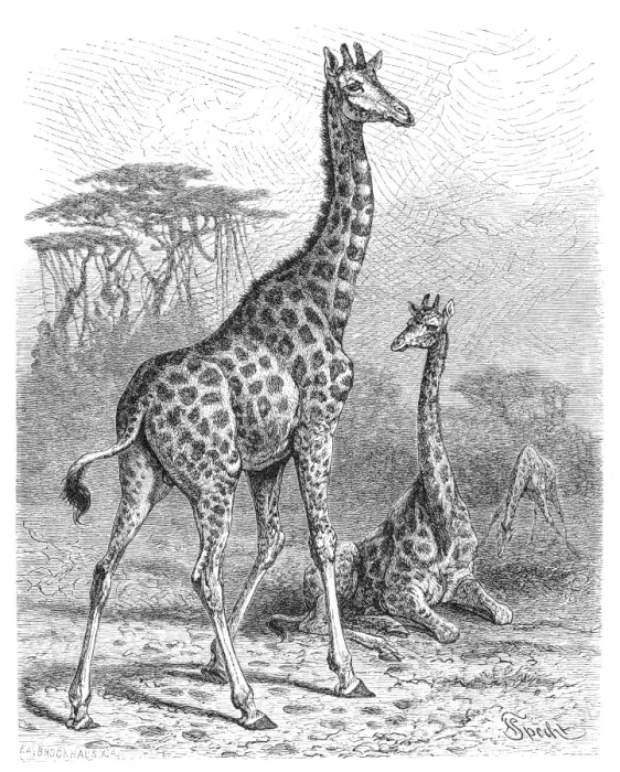 Framed Print : Giraffe engraving 1882 Framed Print : Giraffe engraving 1882
