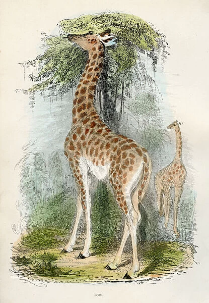 Giraffe engraving 1893