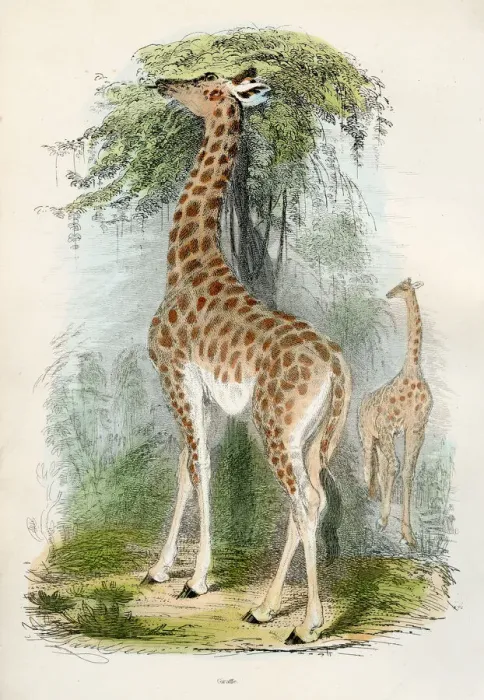Framed Print : Giraffe engraving 1893 Framed Print : Giraffe engraving 1893