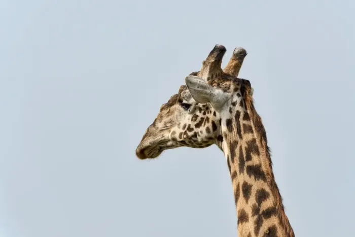 Framed Print : Giraffe -Giraffa camelopardalis-, portrait, Arusha Region, Tanzania Framed Print : Giraffe -Giraffa camelopardalis-, portrait, Arusha Region, Tanzania