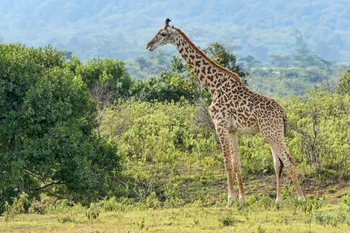 Framed Print : Giraffe -Giraffa camelopardalis-, Arusha Region, Tanzania Framed Print : Giraffe -Giraffa camelopardalis-, Arusha Region, Tanzania