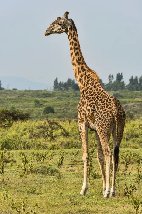 Framed Print : Giraffe -Giraffa camelopardalis-, Arusha Region, Tanzania Framed Print : Giraffe -Giraffa camelopardalis-, Arusha Region, Tanzania