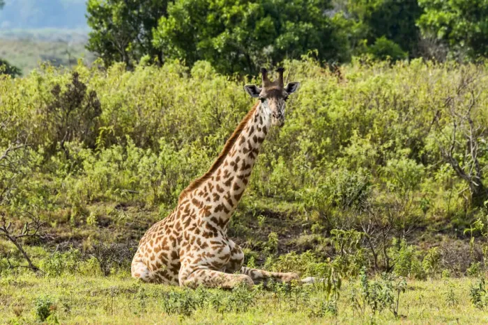 Framed Print : Giraffe -Giraffa camelopardalis-, Arusha Region, Tanzania Framed Print : Giraffe -Giraffa camelopardalis-, Arusha Region, Tanzania