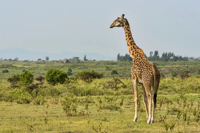 Framed Print : Giraffe -Giraffa camelopardalis-, Arusha Region, Tanzania Framed Print : Giraffe -Giraffa camelopardalis-, Arusha Region, Tanzania