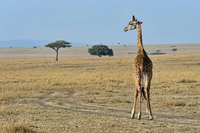 Framed Print : Giraffe -Giraffa camelopardalis-, with injury, Msai Mara National Reserve, Kenya Framed Print : Giraffe -Giraffa camelopardalis-, with injury, Msai Mara National Reserve, Kenya