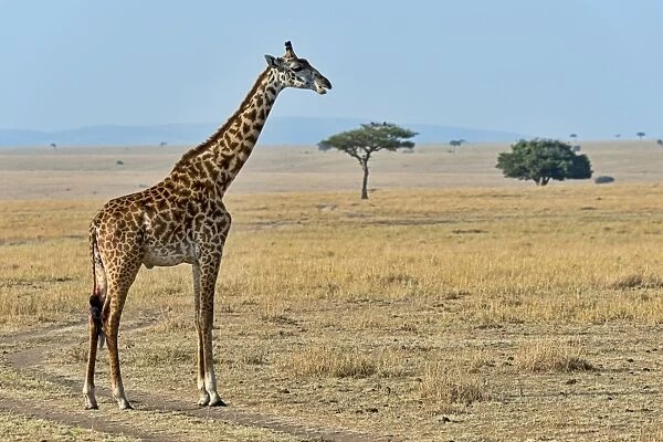 Giraffe -Giraffa camelopardalis-, Msai Mara National Reserve, Kenya