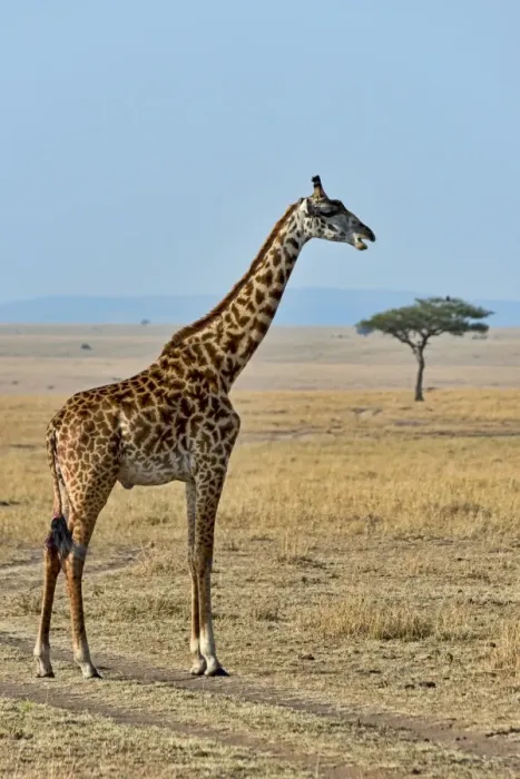 Framed Print : Giraffe -Giraffa camelopardalis-, Msai Mara National Reserve, Kenya Framed Print : Giraffe -Giraffa camelopardalis-, Msai Mara National Reserve, Kenya
