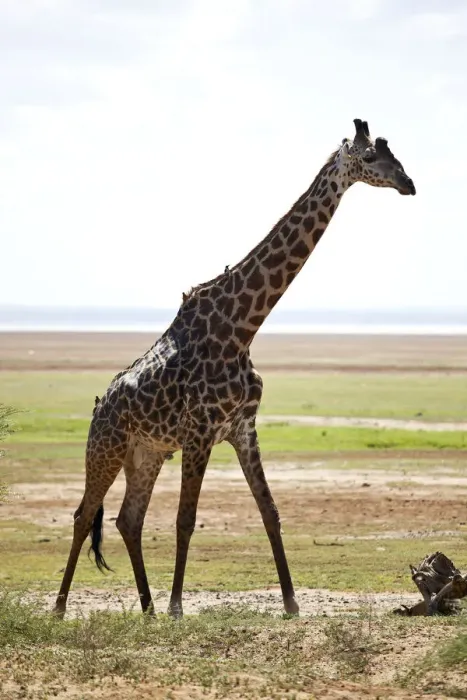 Framed Print : Giraffe -Giraffa camelopardalis-, Lake Manyara National Park, Tanzania, Africa Framed Print : Giraffe -Giraffa camelopardalis-, Lake Manyara National Park, Tanzania, Africa
