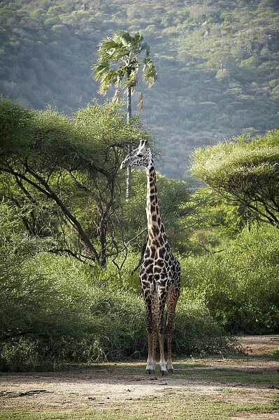 Giraffe -Giraffa camelopardalis-, Lake Manyara National Park, Tanzania, Africa