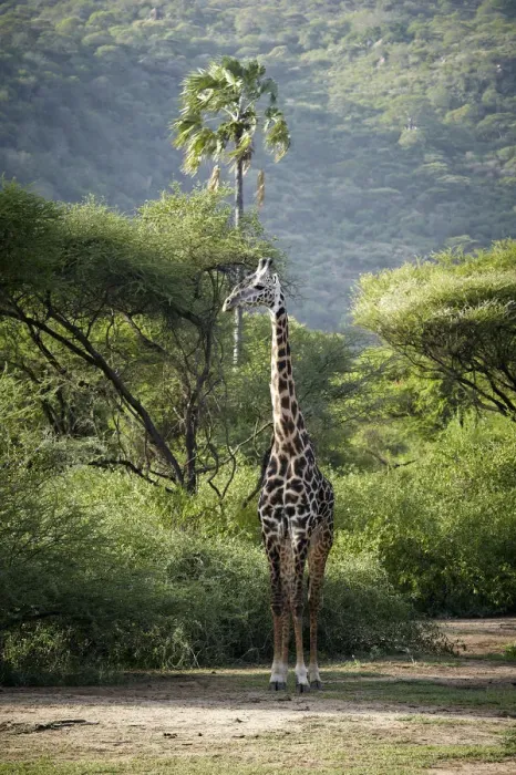 Framed Print : Giraffe -Giraffa camelopardalis-, Lake Manyara National Park, Tanzania, Africa Framed Print : Giraffe -Giraffa camelopardalis-, Lake Manyara National Park, Tanzania, Africa