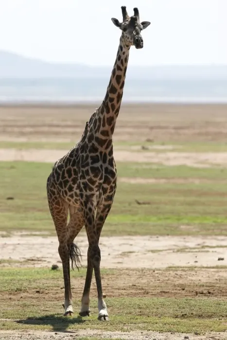 Framed Print : Giraffe -Giraffa camelopardalis-, Lake Manyara National Park, Tanzania, Africa Framed Print : Giraffe -Giraffa camelopardalis-, Lake Manyara National Park, Tanzania, Africa
