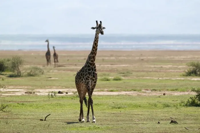 Framed Print : Giraffe -Giraffa camelopardalis-, Lake Manyara National Park, Tanzania, Africa Framed Print : Giraffe -Giraffa camelopardalis-, Lake Manyara National Park, Tanzania, Africa