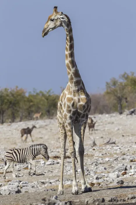 Framed Print : Giraffe -Giraffa camelopardalis-, Etosha National Park, Namibia Framed Print : Giraffe -Giraffa camelopardalis-, Etosha National Park, Namibia