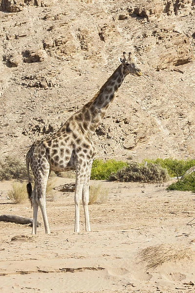 Giraffe -Giraffa camelopardalis-, tributary of the Hoanib, ephemeral seasonal river, Kaokoland, Namibia
