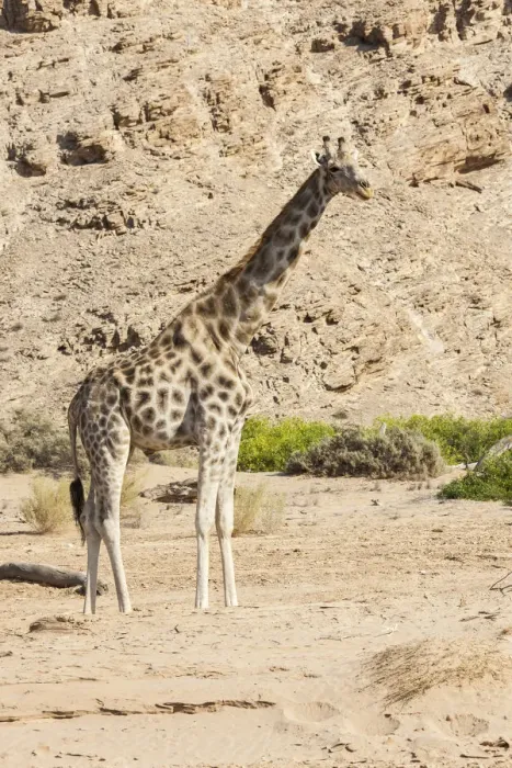 Framed Print : Giraffe -Giraffa camelopardalis-, tributary of the Hoanib, ephemeral seasonal river, Kaokoland, Namibia Framed Print : Giraffe -Giraffa camelopardalis-, tributary of the Hoanib, ephemeral seasonal river, Kaokoland, Namibia