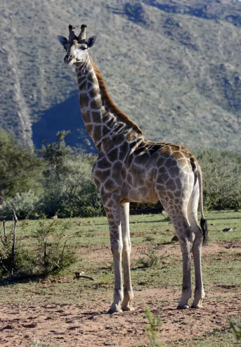 Framed Print : Giraffe -Giraffa camelopardalis-, Khomas Region, Namibia Framed Print : Giraffe -Giraffa camelopardalis-, Khomas Region, Namibia