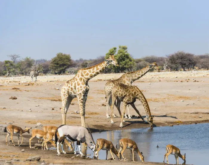 Framed Print : Giraffe -Giraffa camelopardalis-, Gemsbok -Oryx gazella- and Black Faced Impala -Aepyceros melampus petersi- drinking at Chudob waterhole, Etosha National Park, Namibia Framed Print : Giraffe -Giraffa camelopardalis-, Gemsbok -Oryx gazella- and Black Faced Impala -Aepyceros melampus petersi- drinking at Chudob waterhole, Etosha National Park, Namibia
