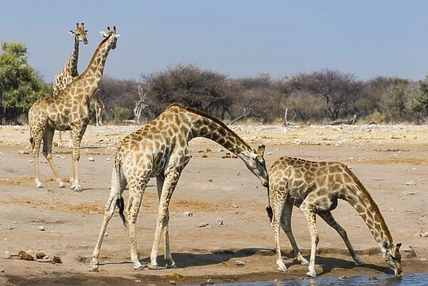 Giraffe -Giraffa camelopardalis-, Chudob waterhole, Etosha National Park, Namibia