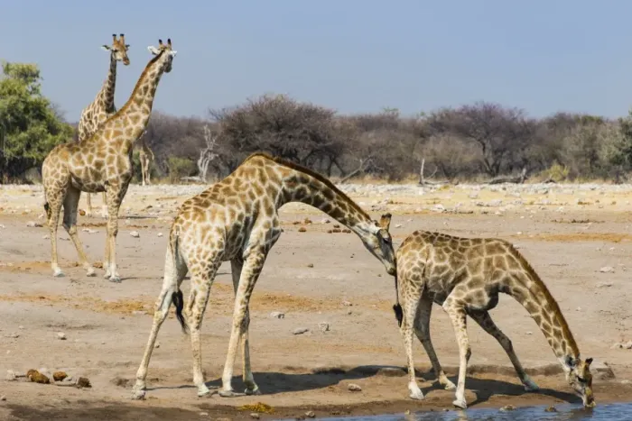 Framed Print : Giraffe -Giraffa camelopardalis-, Chudob waterhole, Etosha National Park, Namibia Framed Print : Giraffe -Giraffa camelopardalis-, Chudob waterhole, Etosha National Park, Namibia