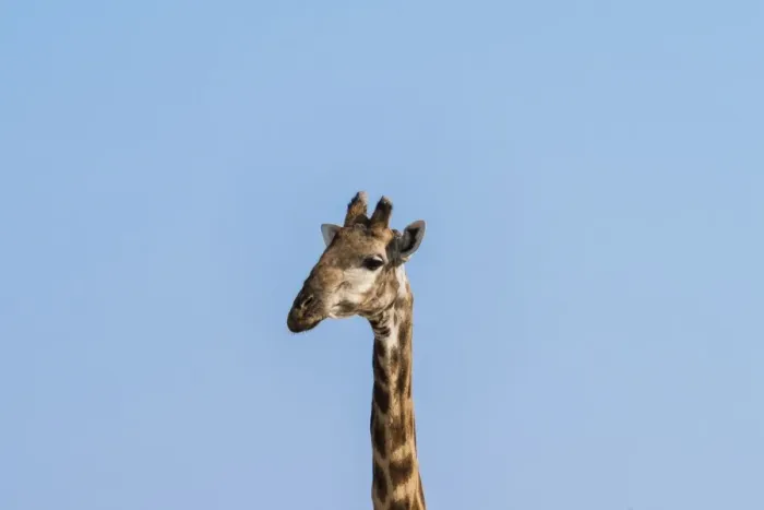 Framed Print : Giraffe -Giraffa camelopardalis-, Etosha National Park, Namibia Framed Print : Giraffe -Giraffa camelopardalis-, Etosha National Park, Namibia