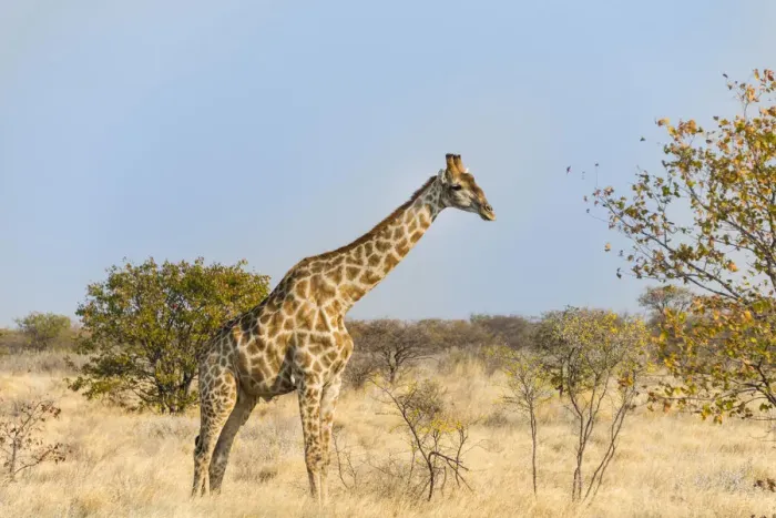 Framed Print : Giraffe -Giraffa camelopardalis-, Etosha National Park, Namibia Framed Print : Giraffe -Giraffa camelopardalis-, Etosha National Park, Namibia