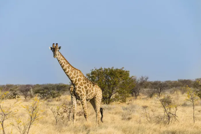 Framed Print : Giraffe -Giraffa camelopardalis-, Etosha National Park, Namibia