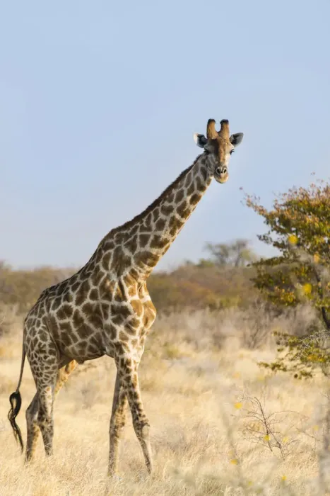 Framed Print : Giraffe -Giraffa camelopardalis-, Etosha National Park, Namibia Framed Print : Giraffe -Giraffa camelopardalis-, Etosha National Park, Namibia