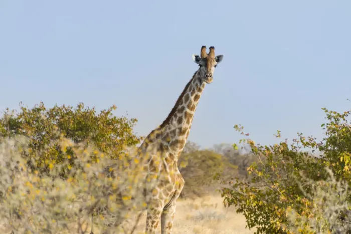 Framed Print : Giraffe -Giraffa camelopardalis-, Etosha National Park, Namibia Framed Print : Giraffe -Giraffa camelopardalis-, Etosha National Park, Namibia
