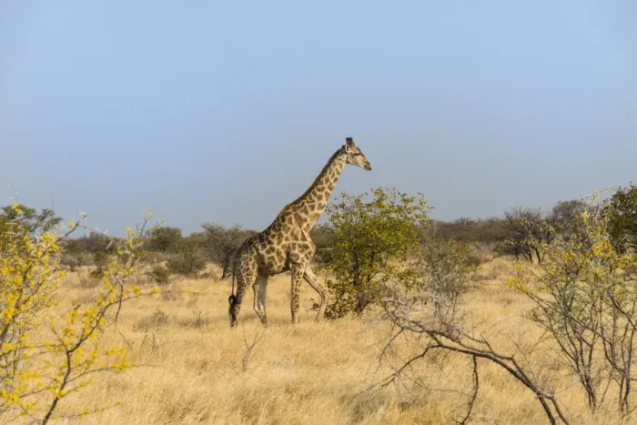 Framed Print : Giraffe -Giraffa camelopardalis-, Etosha National Park, Namibia Framed Print : Giraffe -Giraffa camelopardalis-, Etosha National Park, Namibia