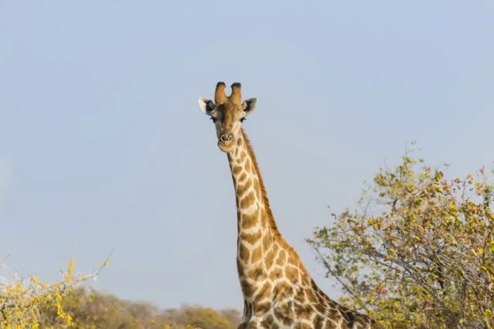 Framed Print : Giraffe -Giraffa camelopardalis-, Etosha National Park, Namibia Framed Print : Giraffe -Giraffa camelopardalis-, Etosha National Park, Namibia