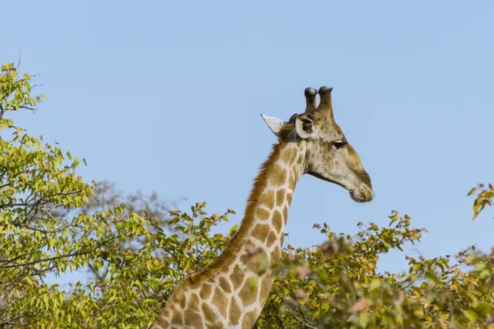 Framed Print : Giraffe -Giraffa camelopardalis-, Etosha National Park, Namibia Framed Print : Giraffe -Giraffa camelopardalis-, Etosha National Park, Namibia