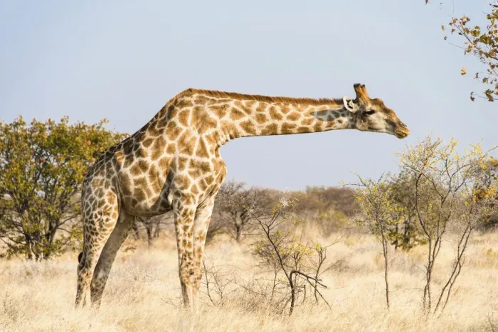 Framed Print : Giraffe -Giraffa camelopardalis-, Etosha National Park, Namibia Framed Print : Giraffe -Giraffa camelopardalis-, Etosha National Park, Namibia