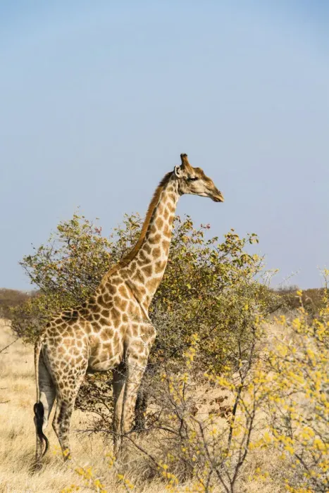Framed Print : Giraffe -Giraffa camelopardalis-, Etosha National Park, Namibia Framed Print : Giraffe -Giraffa camelopardalis-, Etosha National Park, Namibia