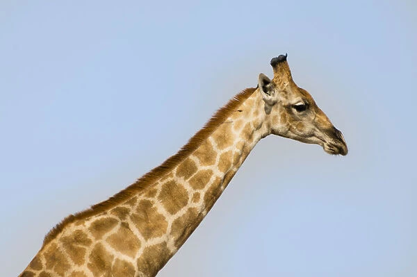 Giraffe -Giraffa camelopardalis-, Etosha National Park, Namibia