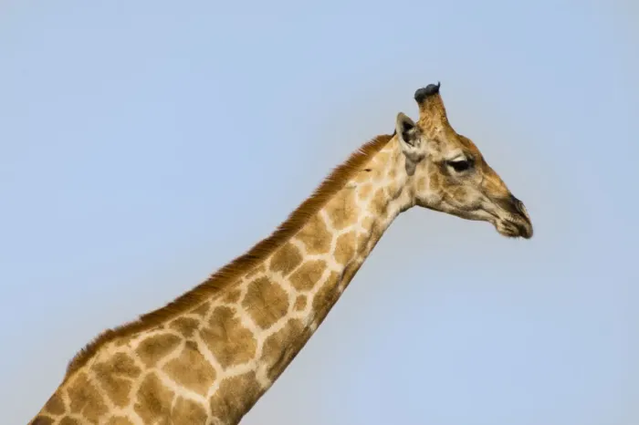 Framed Print : Giraffe -Giraffa camelopardalis-, Etosha National Park, Namibia Framed Print : Giraffe -Giraffa camelopardalis-, Etosha National Park, Namibia