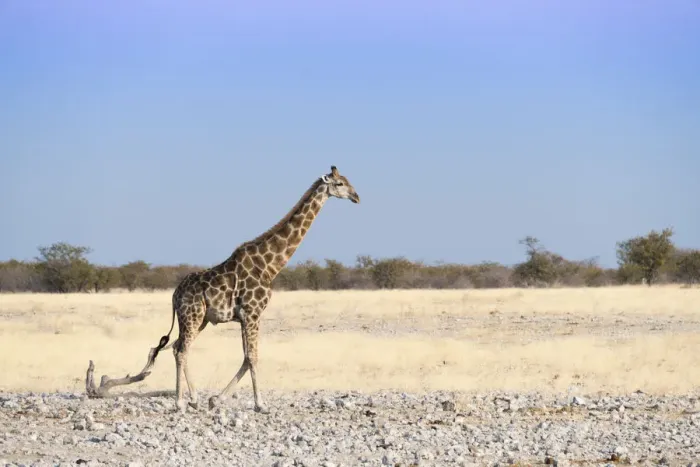 Framed Print : Giraffe -Giraffa camelopardalis-, Etosha National Park, Namibia