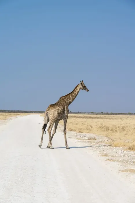 Framed Print : Giraffe -Giraffa camelopardalis-, Etosha National Park, Namibia Framed Print : Giraffe -Giraffa camelopardalis-, Etosha National Park, Namibia