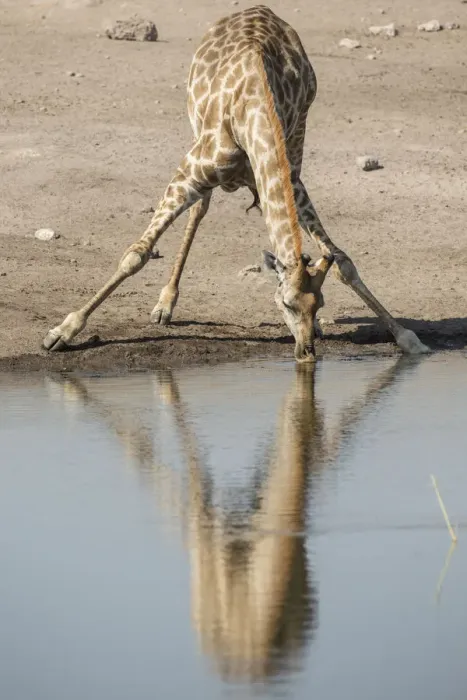 Framed Print : Giraffe -Giraffa camelopardalis-, drinking, Etosha National Park, Namibia, Africa Framed Print : Giraffe -Giraffa camelopardalis-, drinking, Etosha National Park, Namibia, Africa