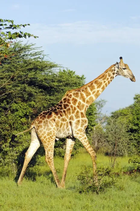 Framed Print : Giraffe (Giraffa camelopardalis), Moremi National Park, Okavango Delta, Botswana, Africa Framed Print : Giraffe (Giraffa camelopardalis), Moremi National Park, Okavango Delta, Botswana, Africa