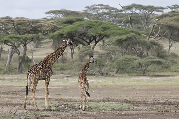Giraffe (Giraffa Camelopardalis) mother and young with acacia trees in background, Serengeti National Park, Tanzania