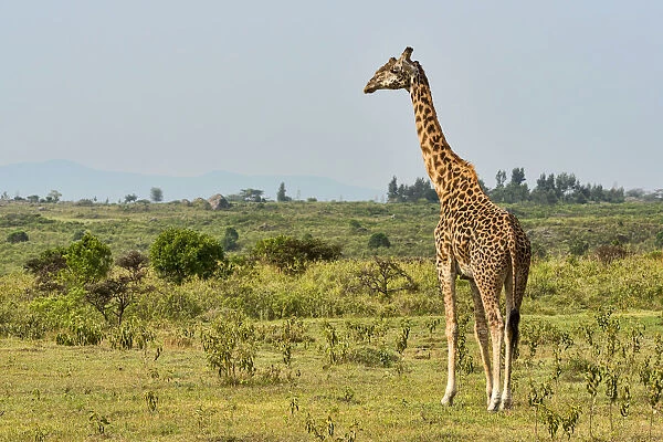 Giraffe -Giraffa camelopardalis-, Arusha Region, Tanzania