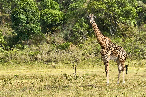 Giraffe -Giraffa camelopardalis-, Arusha Region, Tanzania