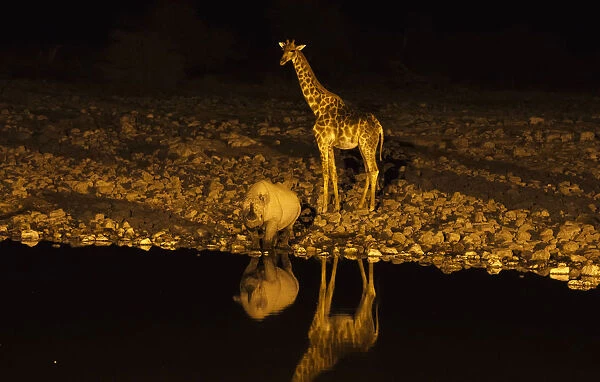 Giraffe -Giraffa camelopardalis- and Black or Hook-lipped Rhinoceros -Diceros bicornis- at waterhole at night, Etosha National Park, Namibia, Africa